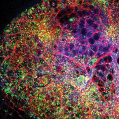 BioMADE B-cells-metabolism